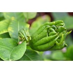 Eetbare tuin-edible garden Citrus medica Hand of Buddha - Hand van Boeddha