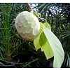 Eetbare tuin-edible garden Annona cherimola - Cherimoya