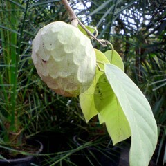 Eetbare tuin-edible garden Annona cherimola - Cherimoya