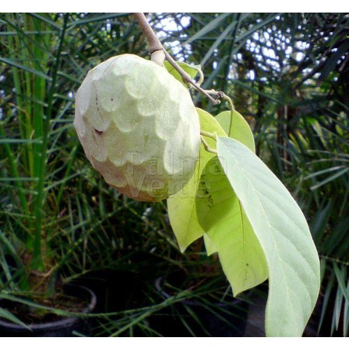 Eetbare tuin-edible garden Annona cherimola - Cherimoya