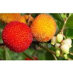 Eetbare tuin-edible garden Arbutus unedo - Arbousier - Arbouse - Arbre aux fraises