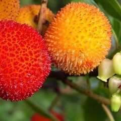 Eetbare tuin-edible garden Arbutus unedo - Strawberry tree