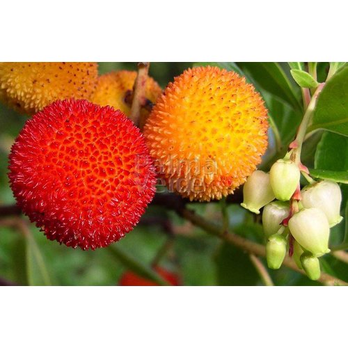 Eetbare tuin-edible garden Arbutus unedo - Strawberry tree