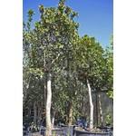Eetbare tuin-edible garden Arbutus unedo - Strawberry tree