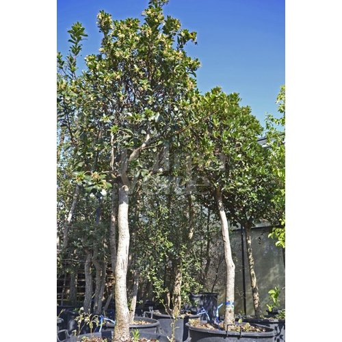 Eetbare tuin-edible garden Arbutus unedo - Strawberry tree