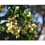 Eetbare tuin-edible garden Arbutus unedo - Strawberry tree