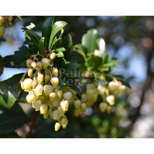 Eetbare tuin-edible garden Arbutus unedo - Aardbeienboom