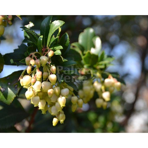 Eetbare tuin-edible garden Arbutus unedo - Strawberry tree