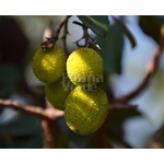 Eetbare tuin-edible garden Arbutus unedo - Strawberry tree