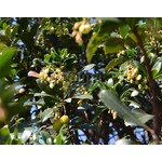 Eetbare tuin-edible garden Arbutus unedo - Strawberry tree