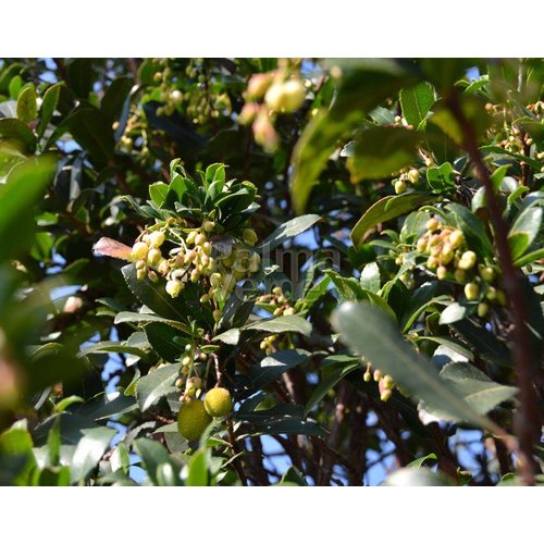 Eetbare tuin-edible garden Arbutus unedo