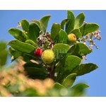 Eetbare tuin-edible garden Arbutus unedo - Strawberry tree