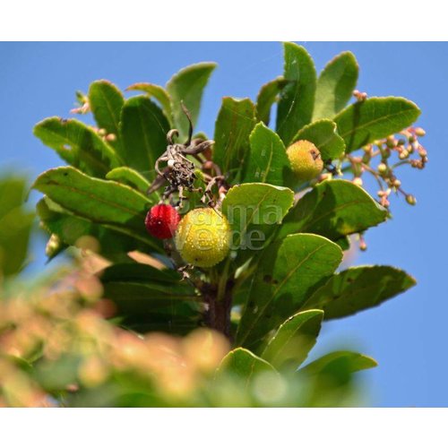Eetbare tuin-edible garden Arbutus unedo - Strawberry tree