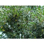 Eetbare tuin-edible garden Arbutus unedo - Arbousier - Arbouse - Arbre aux fraises