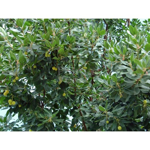 Eetbare tuin-edible garden Arbutus unedo - Strawberry tree