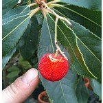 Eetbare tuin-edible garden Arbutus unedo - Aardbeienboom