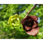Eetbare tuin-edible garden Asimina triloba - Asiminier trilobé