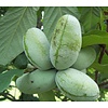 Eetbare tuin-edible garden Asimina triloba - Paw paw boom