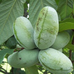 Eetbare tuin-edible garden Asimina triloba - Paw paw tree