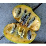 Eetbare tuin-edible garden Asimina triloba - Asiminier trilobé