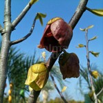 Eetbare tuin-edible garden Asimina triloba - Asiminier trilobé