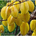 Eetbare tuin-edible garden Averrhoa carambola - Star apple