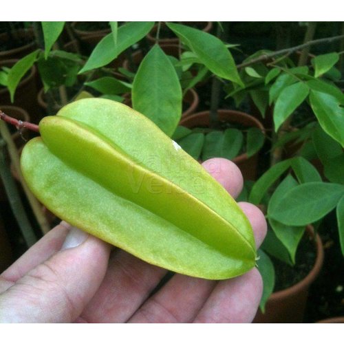 Eetbare tuin-edible garden Averrhoa carambola - Star apple