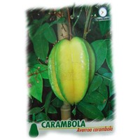 Eetbare tuin-edible garden Averrhoa carambola - Star apple