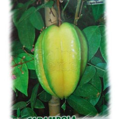 Eetbare tuin-edible garden Averrhoa carambola - Star apple
