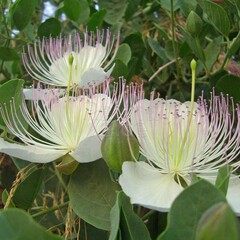 Eetbare tuin-edible garden Capparis spinosa - Kappertjesplant