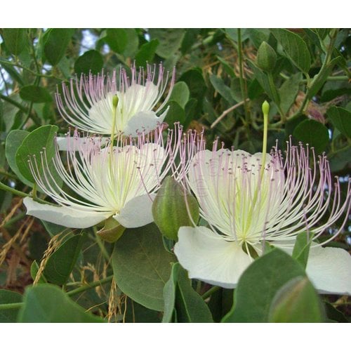 Eetbare tuin-edible garden Capparis spinosa - Caper plant