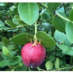 Eetbare tuin-edible garden Carissa grandiflora - Natalplum