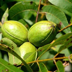 Eetbare tuin-edible garden Carya illinoinensis - Noix de Pecan