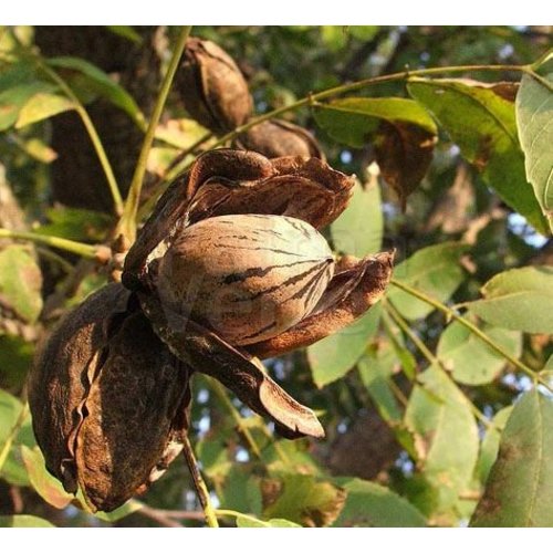 Eetbare tuin-edible garden Carya illinoinensis - Pecan