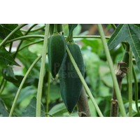 Eetbare tuin-edible garden Carica pentagona - Vasconcellea x heilbornii - Babaco papayer