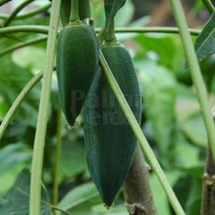 Eetbare tuin-edible garden Carica pentagona - Vasconcellea x heilbornii - Babaco papaya