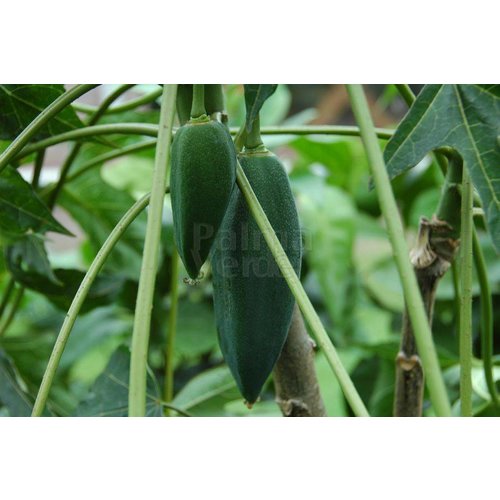 Eetbare tuin-edible garden Carica pentagona - Vasconcellea x heilbornii - Babaco papaya