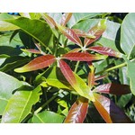 Eetbare tuin-edible garden Casimiroa edulis - Sapotier blanc - Pommier mexicain