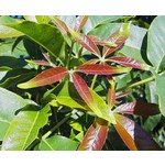 Eetbare tuin-edible garden Casimiroa edulis - Witte zapote