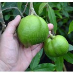 Eetbare tuin-edible garden Casimiroa edulis - Sapotier blanc - Pommier mexicain