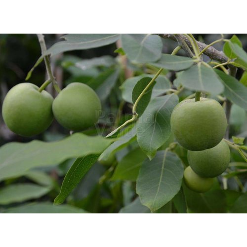 Eetbare tuin-edible garden Casimiroa edulis - White zapote