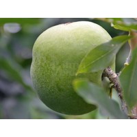 Eetbare tuin-edible garden Casimiroa edulis - Witte zapote