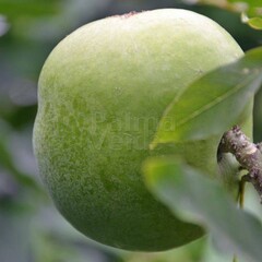 Eetbare tuin-edible garden Casimiroa edulis - Witte zapote