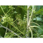 Eetbare tuin-edible garden Casimiroa edulis - Sapotier blanc - Pommier mexicain