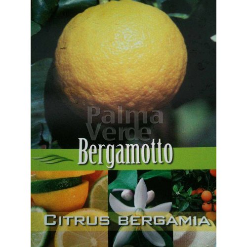 Eetbare tuin-edible garden Citrus bergamot - Citrus bergamia