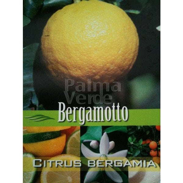 Verbergen verbannen aanplakbiljet Citrus bergamot - Citrus bergamia - Palma Verde Exoten