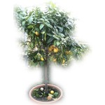 Eetbare tuin-edible garden Citrus bergamot - Argrumes bergamotier