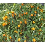 Eetbare tuin-edible garden Citrus fortunella - Agrumes kumquat