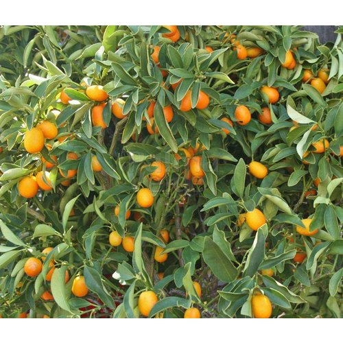 Eetbare tuin-edible garden Citrus fortunella - Agrumes kumquat