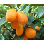 Eetbare tuin-edible garden Citrus fortunella - Agrumes kumquat